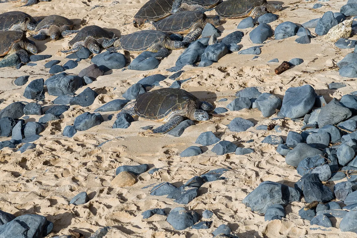 Green sea turtles, or honu, resting on the rocks at Hoʻokipa Beach, Maui